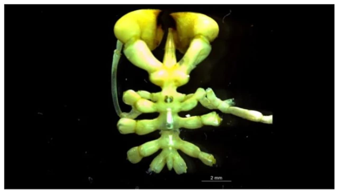 ഭക്ഷണം കഴിക്കാന്‍ വാ തുറക്കില്ല, ശ്വാസം എടുക്കുന്നത് കാലിലൂടെ; പുതിയ കടല്‍ ചിലന്തിക്ക് പ്രത്യേകതകള്‍ ഏറെ ! 