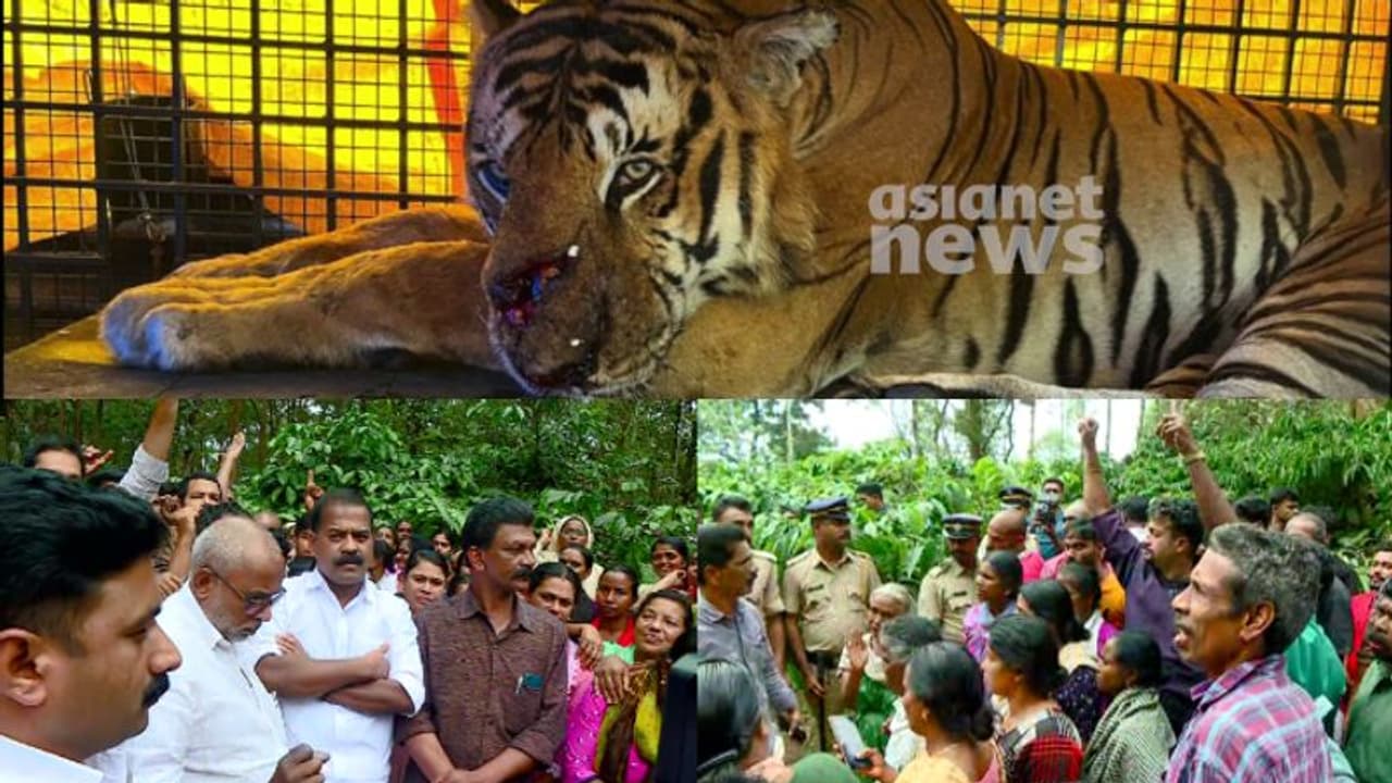 5മണിക്കൂർ പിന്നിട്ട് പ്രതിഷേധം, നരഭോജി കടുവയുടെ മുഖത്ത് മുറിവ്, കൊണ്ടുപോകാൻ സമ്മതിക്കാതെ നാട്ടുകാര്‍ 