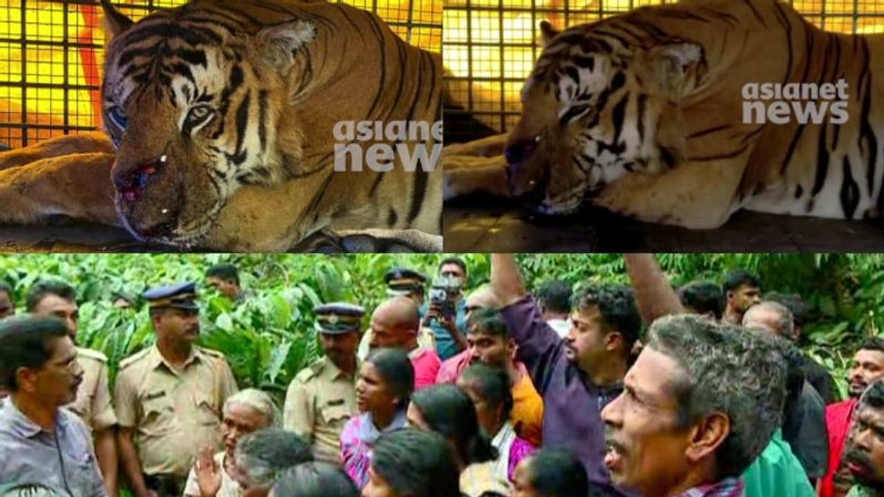 നരഭോജി കടുവയെ ബത്തേരിയിലെ മൃഗപരിപാലന കേന്ദ്രത്തിലേക്ക് മാറ്റി, ചികിത്സക്കുശേഷം തൃശ്ശൂര് മൃഗശാലയിലേക്കോ? നരഭോജി കടുവയെ ബത്തേരിയിലെ മൃഗപരിപാലന കേന്ദ്രത്തിലേക്ക് മാറ്റി, ചികിത്സക്കുശേഷം തൃശ്ശൂര് മൃഗശാലയിലേക്കോ?