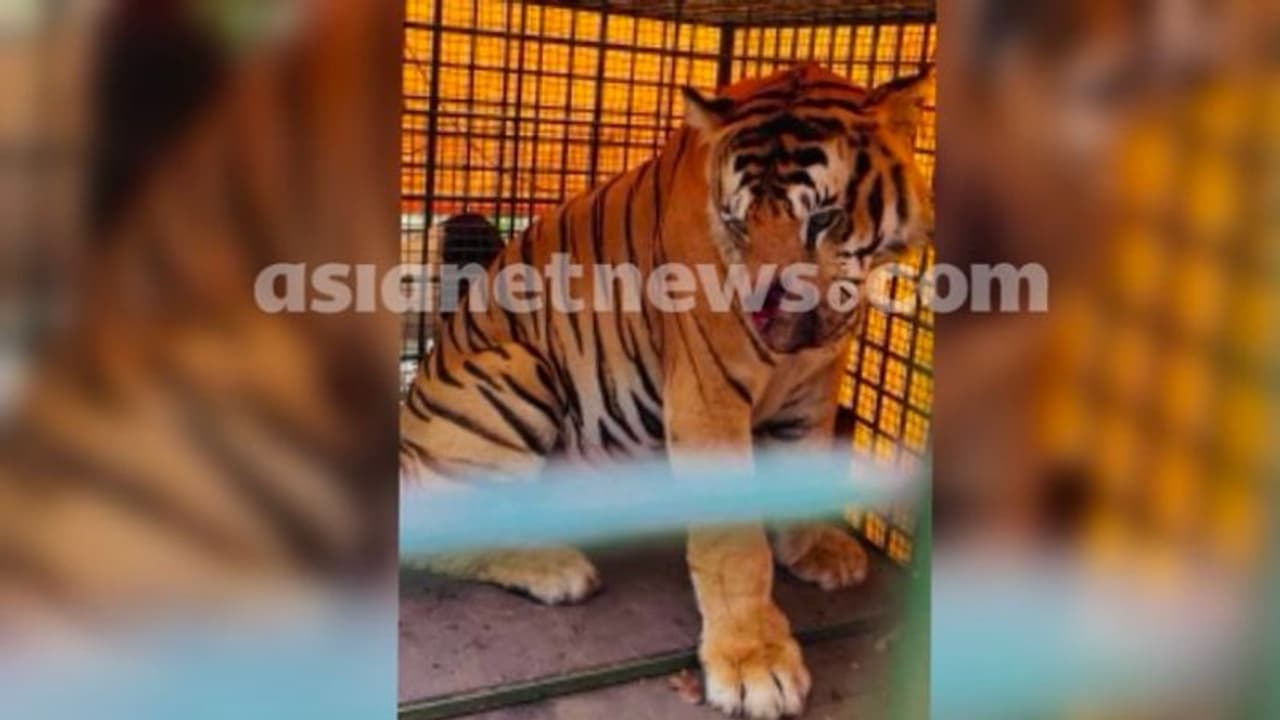 വയനാട്ടിലെ ആളെക്കൊല്ലി കടുവ ഇനി 'രുദ്രൻ', ആഹാരം 5 കിലോ ബീഫ്, മുഖത്തെ മുറിവുകൾക്ക് തുന്നൽ വയനാട്ടിലെ ആളെക്കൊല്ലി കടുവ ഇനി 'രുദ്രൻ', ആഹാരം 5 കിലോ ബീഫ്, മുഖത്തെ മുറിവുകൾക്ക് തുന്നൽ