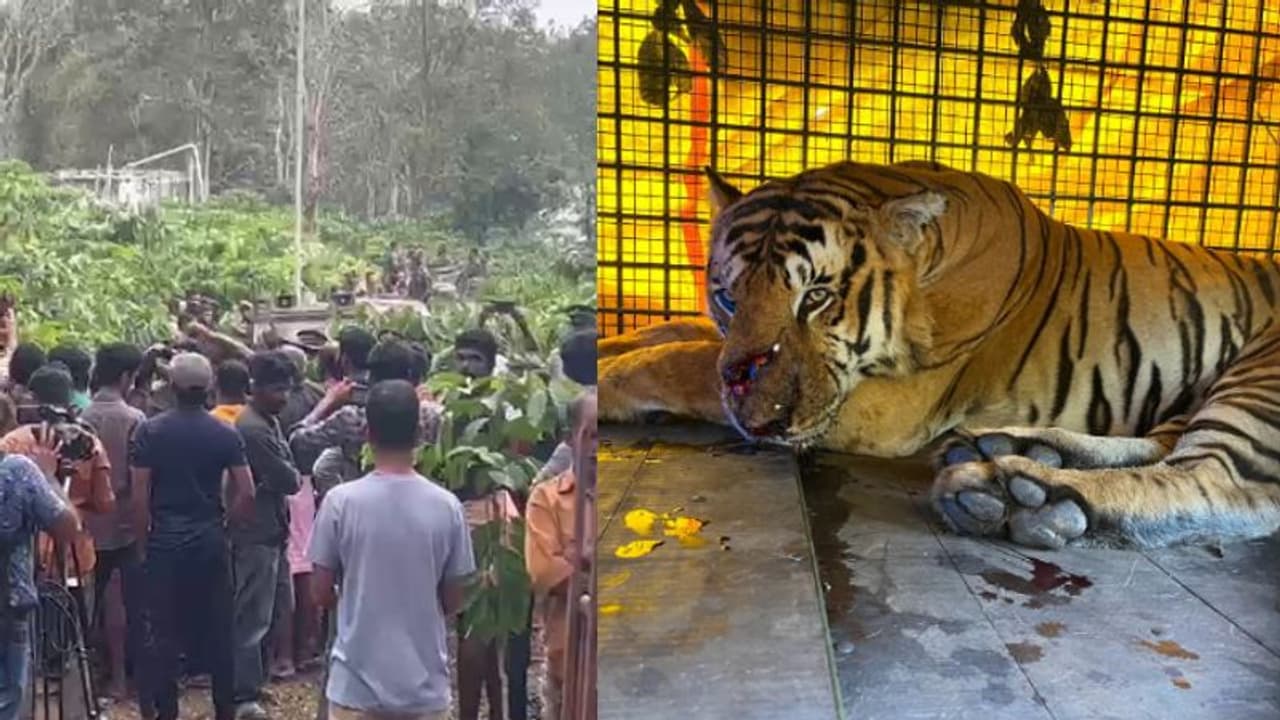 കുറുക്കന്‍മൂലയില്‍ കടുവക്ക് മുമ്പില്‍ 'തോറ്റു', വാകേരിയില്‍ കൂട്ടിലായി; കർഷകനെ കൊന്ന കടുവ ഇനി തൃശ്ശൂരിൽ