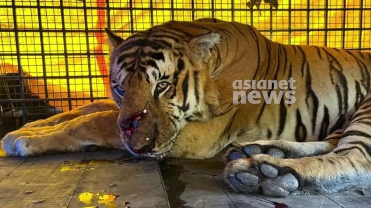 ദിവസം ആറ് കിലോ ബീഫ്, 2 മാസം വരെ ക്വാറന്റൈൻ, കൂട്ടിന് വൈഗയും ദുര്‍ഗയും; നരഭോജി കടുവയെ പുത്തൂരിലേക്ക് മാറ്റി