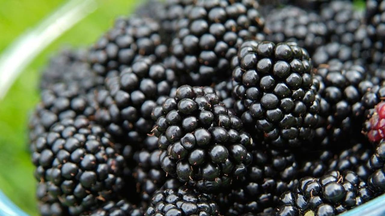 ബ്ലാക്ക്ബെറിയുടെ ഈ ആരോ​ഗ്യ​ഗുണങ്ങൾ അറിയാതെ പോകരുത് 