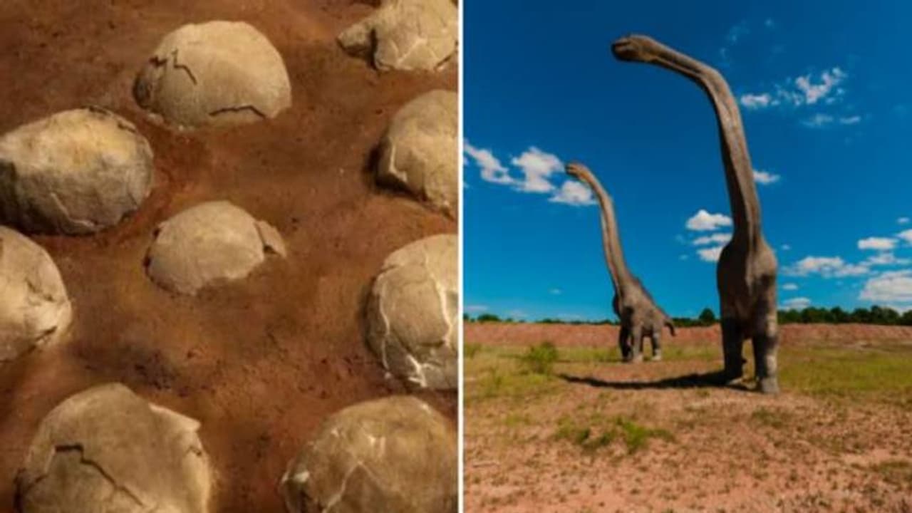 കുലദേവതയായി കണ്ട് കുടുംബം ഇത്രകാലം ആരാധിച്ചത് ദിനോസർ മുട്ടയെ, തിരിച്ചറിഞ്ഞത് വിദഗ്ദ്ധർ..! കുലദേവതയായി കണ്ട് കുടുംബം ഇത്രകാലം ആരാധിച്ചത് ദിനോസർ മുട്ടയെ, തിരിച്ചറിഞ്ഞത് വിദഗ്ദ്ധർ..!