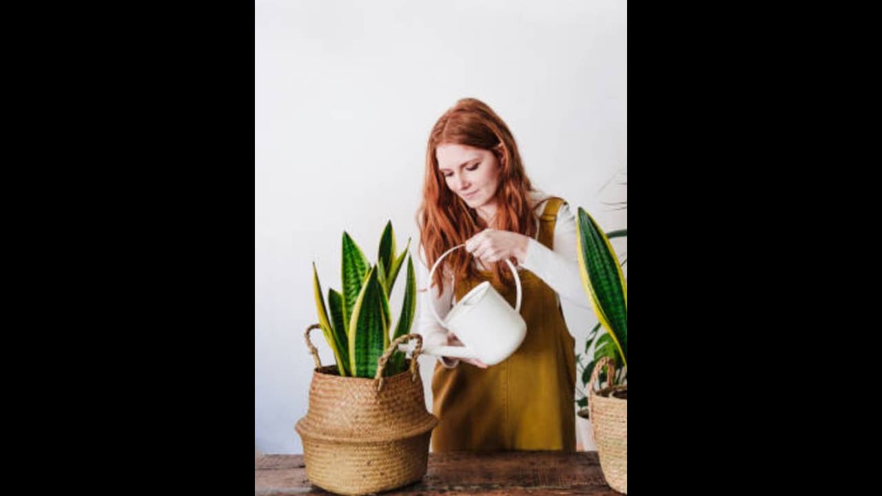 இந்த செடிகள் உங்கள் வீட்டிற்கு அதிஷ்டத்தை அள்ளிக் கொடுக்கும்! அவை..