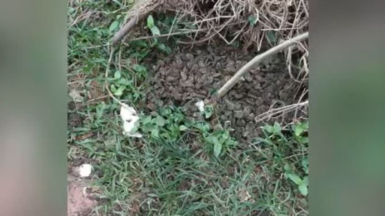 തലശ്ശേരിയിൽ റോഡരികിൽ വിതറിയ സാധനം കണ്ട് നാട്ടുകാര്ക്ക് സംശയം, പൊലീസെത്തി കണ്ടത് 2 ലക്ഷത്തിന്റെ 'മൊതല്' തലശ്ശേരിയിൽ റോഡരികിൽ വിതറിയ സാധനം കണ്ട് നാട്ടുകാര്ക്ക് സംശയം, പൊലീസെത്തി കണ്ടത് 2 ലക്ഷത്തിന്റെ 'മൊതല്'