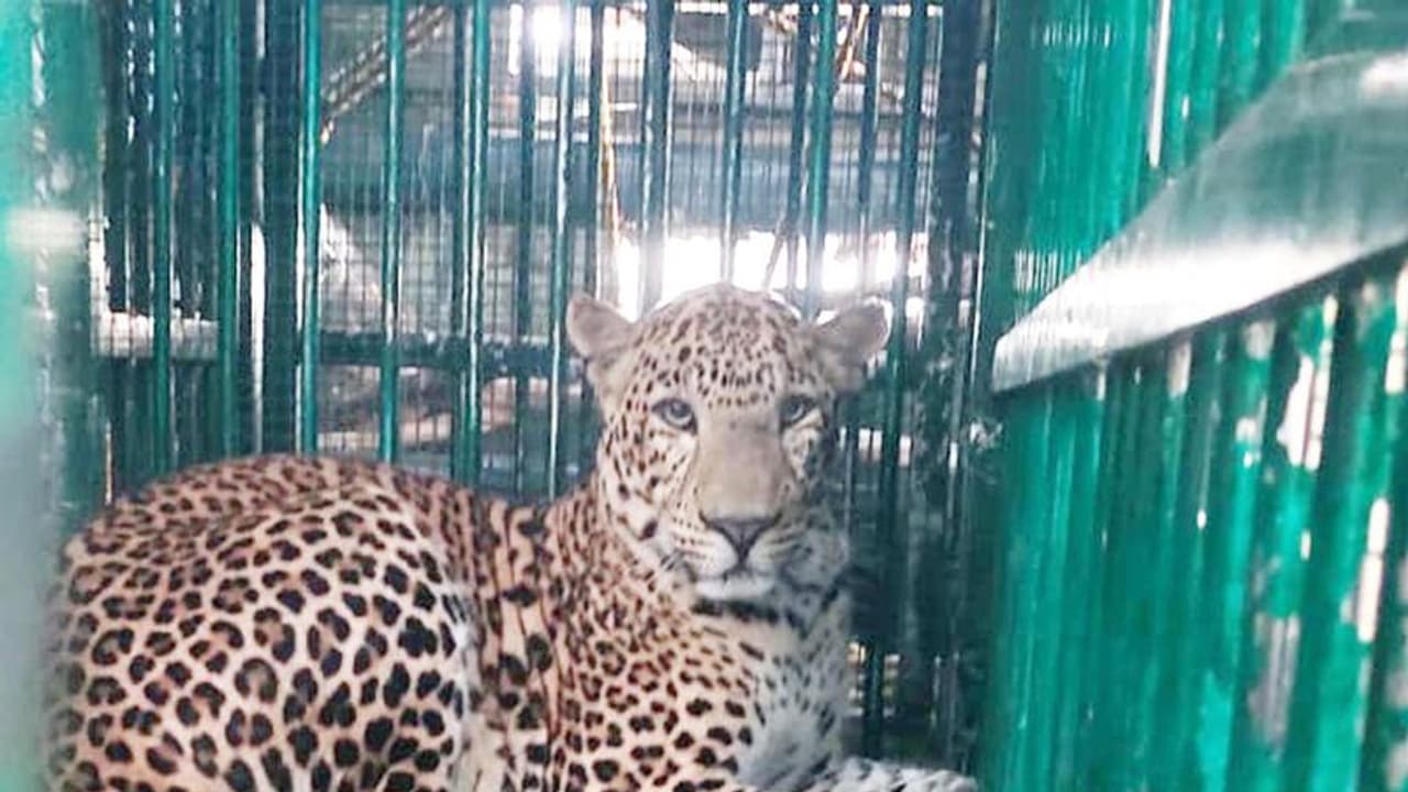 ಶಾಲೆ ಆವರಣದಲ್ಲಿ ಬೋನಿಗೆ ಬಿದ್ದ ಚಿರತೆ ಶಾಲೆ ಆವರಣದಲ್ಲಿ ಬೋನಿಗೆ ಬಿದ್ದ ಚಿರತೆ