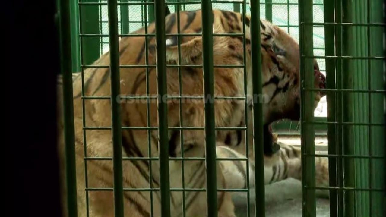 വയനാട്ടിൽ നിന്ന് പിടിയിലായ നരഭോജി കടുവയ്ക്ക് നാളെ ശസ്ത്രക്രിയ; മുഖത്തെ മുറിവിന് 8 സെന്റിമീറ്റര് ആഴം വയനാട്ടിൽ നിന്ന് പിടിയിലായ നരഭോജി കടുവയ്ക്ക് നാളെ ശസ്ത്രക്രിയ; മുഖത്തെ മുറിവിന് 8 സെന്റിമീറ്റര് ആഴം