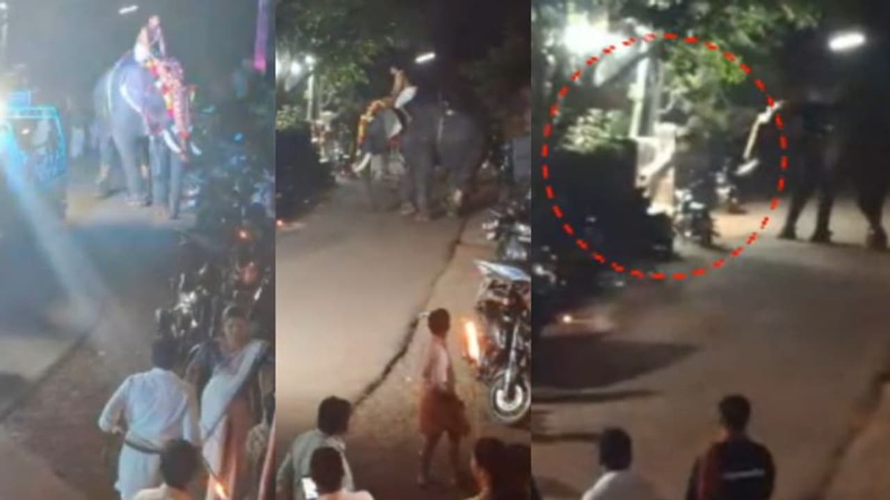 'എഴുന്നള്ളിപ്പിന് 3 ആന, ഇടഞ്ഞയാളെ കൂട്ടത്തിൽ ഒരാന കുത്തി'; പൂജാരിയെ വലിച്ച് താഴെയിട്ട് കൊമ്പൻ VIDEO 'എഴുന്നള്ളിപ്പിന് 3 ആന, ഇടഞ്ഞയാളെ കൂട്ടത്തിൽ ഒരാന കുത്തി'; പൂജാരിയെ വലിച്ച് താഴെയിട്ട് കൊമ്പൻ VIDEO