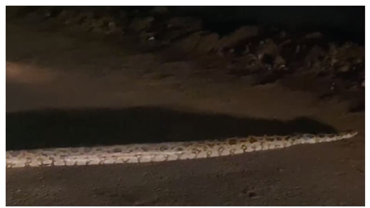 കണ്ടാൽ ഞെട്ടും, അടക്കാത്തോടിൽ കൂറ്റൻ പെരുമ്പാമ്പ് വീഡിയോ കണ്ടാൽ ഞെട്ടും, അടക്കാത്തോടിൽ കൂറ്റൻ പെരുമ്പാമ്പ് വീഡിയോ