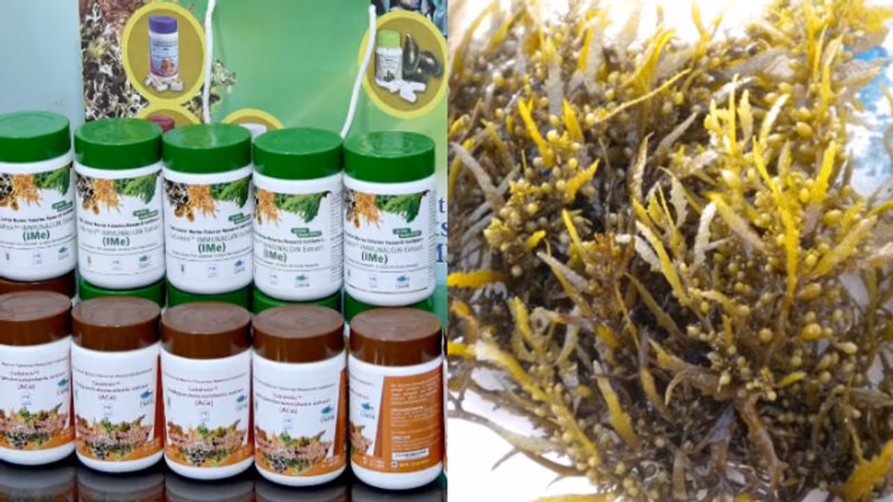 കൊളസ്ട്രോൾ നിയന്ത്രിക്കും, വൈറസിനെതിരെ പ്രതിരോധം തീർക്കും, സിഎംഎഫ്ആർഐയുടെ കടൽപായൽ ഉൽപന്നങ്ങൾ വിപണിയിലേക്ക് കൊളസ്ട്രോൾ നിയന്ത്രിക്കും, വൈറസിനെതിരെ പ്രതിരോധം തീർക്കും, സിഎംഎഫ്ആർഐയുടെ കടൽപായൽ ഉൽപന്നങ്ങൾ വിപണിയിലേക്ക്