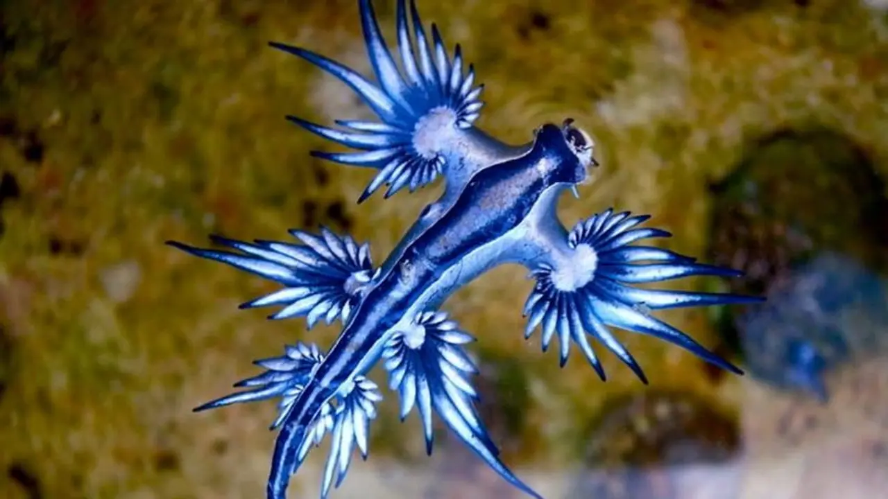 பெசன்ட் நகர் கடற்கரையில் உலவும் விஷத்தன்மை கொண்ட ப்ளூ டிராகன்கள்! பெசன்ட் நகர் கடற்கரையில் உலவும் விஷத்தன்மை கொண்ட ப்ளூ டிராகன்கள்!