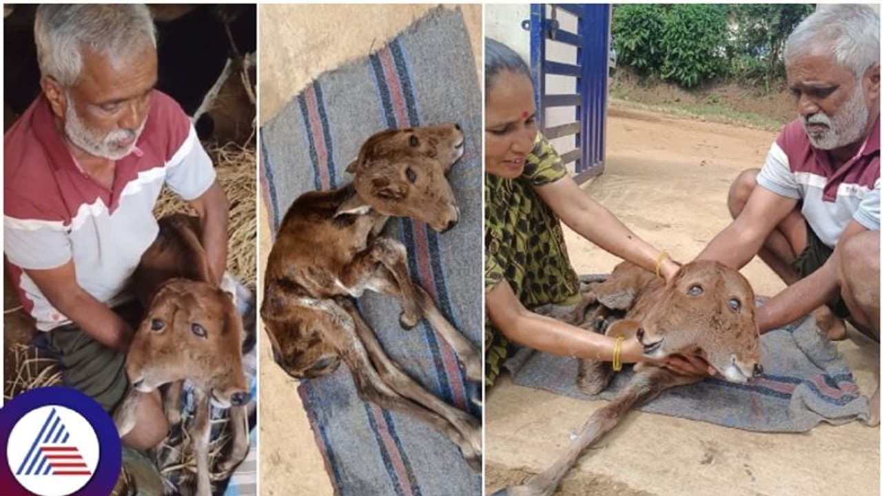 ಎರಡು ತಲೆಯ ಕರುವಿಗೆ ಜನ್ಮ ನೀಡಿದ ಹಾಸನದ ನಾಟಿ ಹಸು! ಎರಡು ತಲೆಯ ಕರುವಿಗೆ ಜನ್ಮ ನೀಡಿದ ಹಾಸನದ ನಾಟಿ ಹಸು!