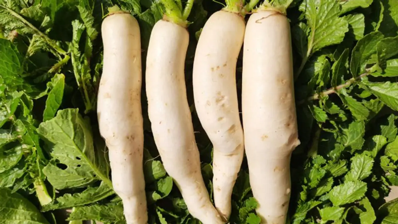 റാഡിഷ് ഇലകള് കഴിക്കുന്നത് കൊണ്ടുള്ള ഈ ഗുണങ്ങള് അറിയാമോ? റാഡിഷ് ഇലകള് കഴിക്കുന്നത് കൊണ്ടുള്ള ഈ ഗുണങ്ങള് അറിയാമോ?