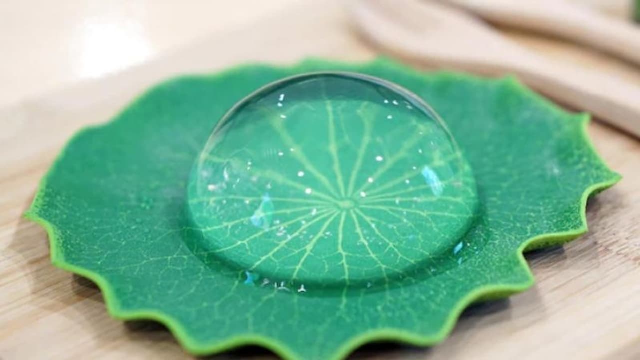 ഇത് ചേമ്പിലയിലെ വെള്ളത്തുള്ളി അല്ല! പിന്നെയോ?; അറിയാം...