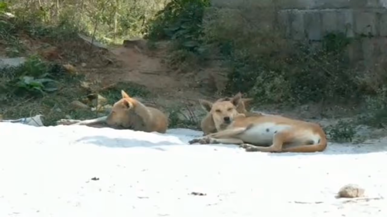 6 വയസുകാരിയെ കടിച്ച് കീറി തെരുവുനായ പിന്നാലെ നായകൾക്ക് ഭക്ഷണം നൽകിയിരുന്ന ദമ്പതികളെ ആക്രമിച്ച് നാട്ടുകാർ 