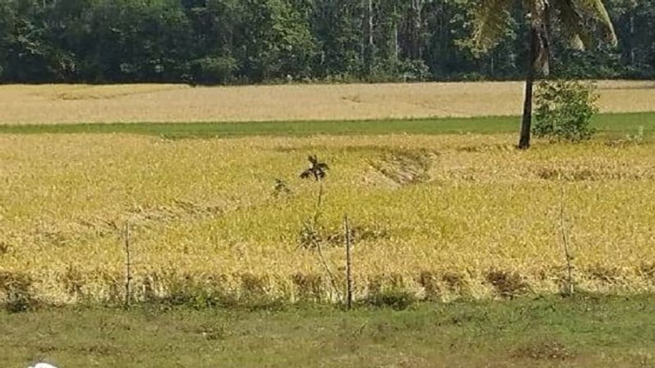 ಭತ್ತಕ್ಕೆ ಬಂಪರ್ ಬೆಲೆ: ಅಕ್ಕಿ ದುಬಾರಿ? ಭತ್ತಕ್ಕೆ ಬಂಪರ್ ಬೆಲೆ: ಅಕ್ಕಿ ದುಬಾರಿ?