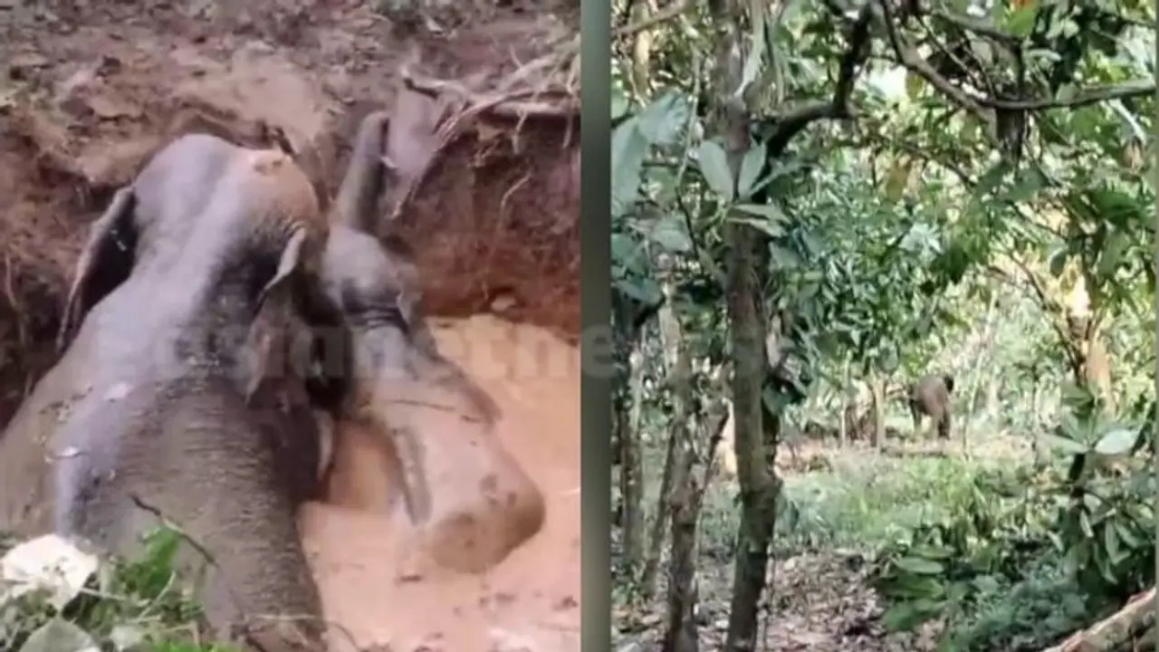 എറണാകുളത്ത് ആനയും കുട്ടിയാനയും കിണറ്റിൽ വീണു, രക്ഷിച്ച് കാട്ടിലേക്ക് മടക്കി; 2 പേര്ക്ക് പരിക്കേറ്റു എറണാകുളത്ത് ആനയും കുട്ടിയാനയും കിണറ്റിൽ വീണു, രക്ഷിച്ച് കാട്ടിലേക്ക് മടക്കി; 2 പേര്ക്ക് പരിക്കേറ്റു