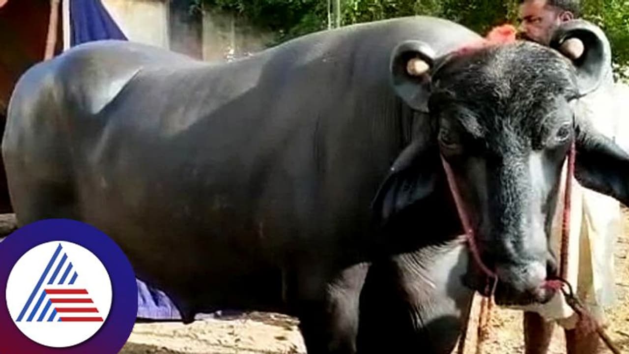 ತಿಂಗಳಿಗೆ ಲಕ್ಷ ಲಕ್ಷ ದುಡಿಯೋ ಈ ಕೋಣ ಸಂಜೆ ವಾಕಿಂಗ್ ಮಾಡಿ, ಟಿವಿ ನೋಡಿಯೇ ಮಲಗೋದು! ತಿಂಗಳಿಗೆ ಲಕ್ಷ ಲಕ್ಷ ದುಡಿಯೋ ಈ ಕೋಣ ಸಂಜೆ ವಾಕಿಂಗ್ ಮಾಡಿ, ಟಿವಿ ನೋಡಿಯೇ ಮಲಗೋದು!