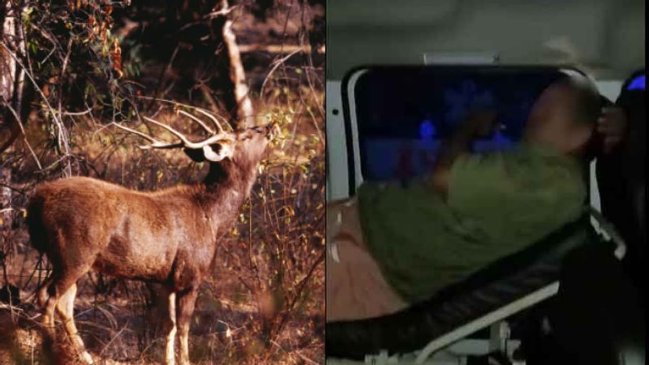 ജോലി കഴിഞ്ഞ് വരുമ്പോൾ ബൈക്കിന് വട്ടം വച്ച് മ്ലാവ്, വിതുരയിൽ 45കാരന് ഗുരുതര പരിക്ക് ജോലി കഴിഞ്ഞ് വരുമ്പോൾ ബൈക്കിന് വട്ടം വച്ച് മ്ലാവ്, വിതുരയിൽ 45കാരന് ഗുരുതര പരിക്ക്