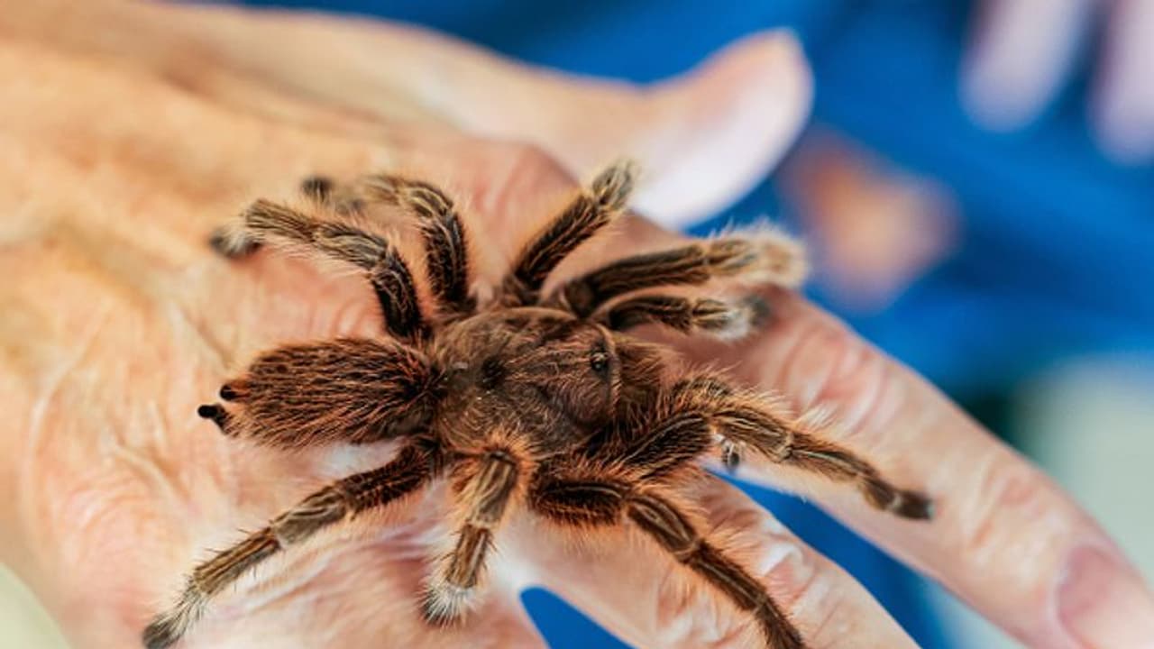 8 കണ്ണുള്ള 'സാത്താൻ ടരാന്‍റുല', മൂന്നടിയുള്ള പാമ്പ്; ഇക്വഡോറില്‍ ശാസ്ത്രജ്ഞർ കണ്ടെത്തിയ നിഗൂഢജീവികൾ !