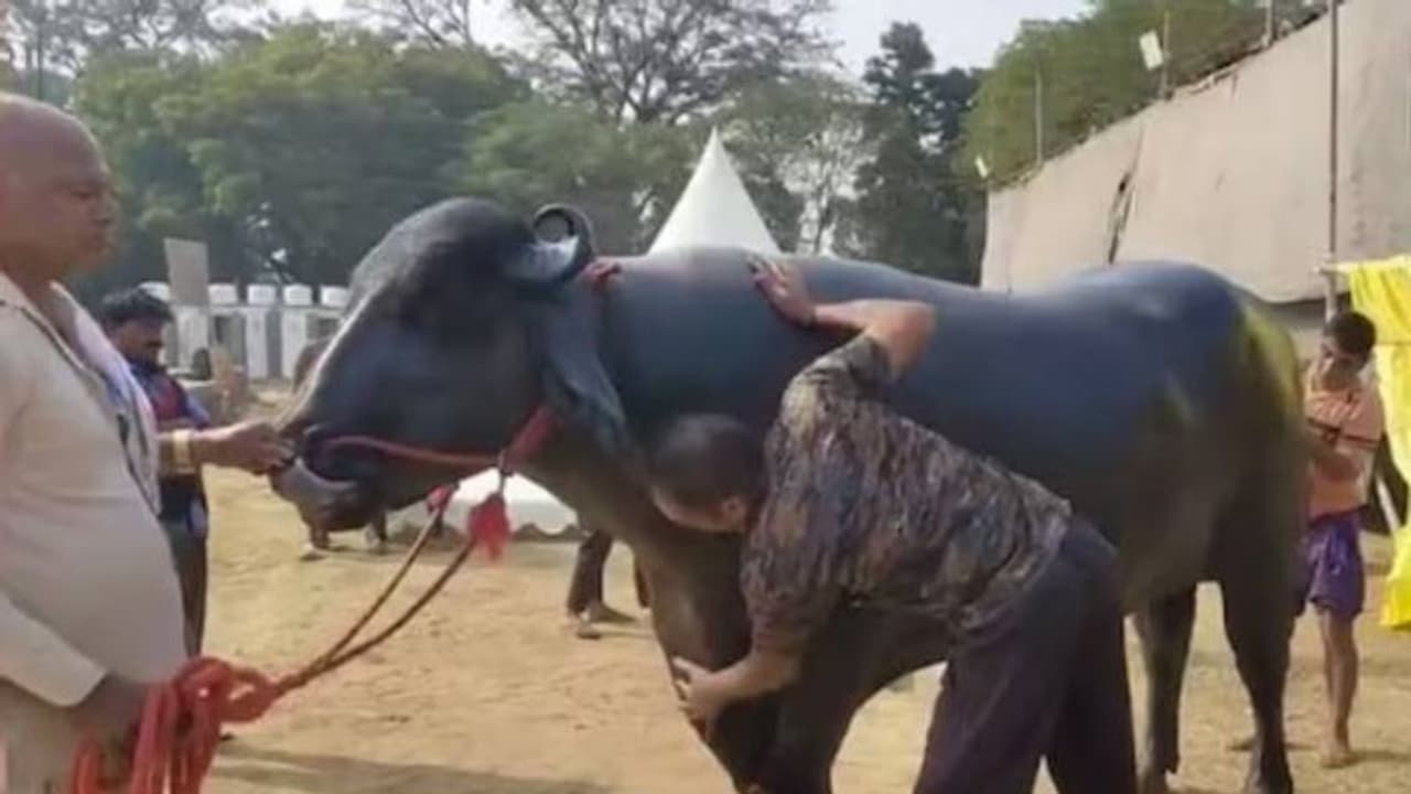 പരിചരിക്കാൻ 5 പേർ, എസി റൂം, ടിവി, ഒരു ഡോസ് ബീജത്തിന് 300 രൂപ, ​ഗോലുവിന്റെ വില കേട്ടാൽ ഞെട്ടും