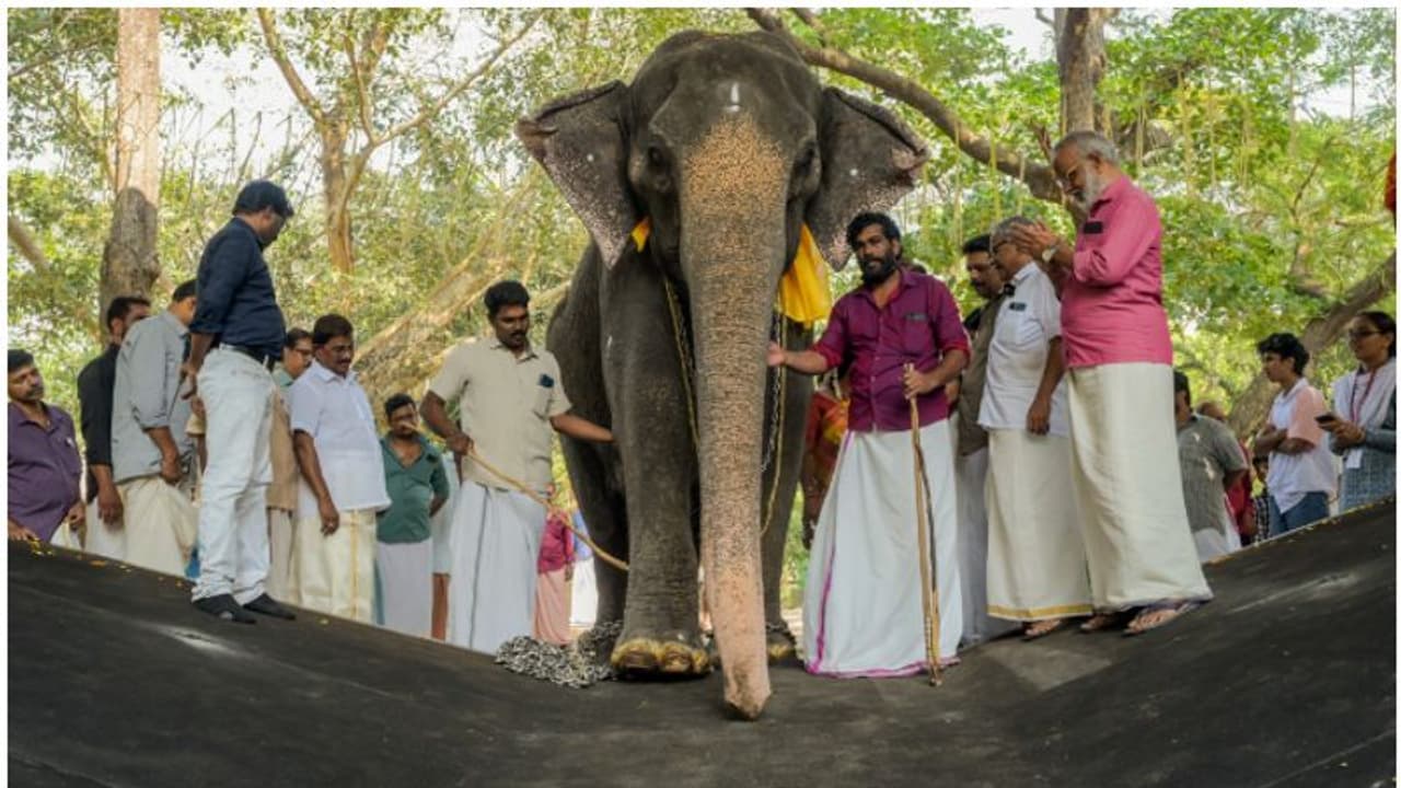 ആന മുത്തശ്ശി നന്ദിനിക്ക് എട്ട് ലക്ഷത്തിന്റെ റബർ മെത്ത; ഈ വിഐപി സൗകര്യത്തിനൊരു കാരണമുണ്ട്... ആന മുത്തശ്ശി നന്ദിനിക്ക് എട്ട് ലക്ഷത്തിന്റെ റബർ മെത്ത; ഈ വിഐപി സൗകര്യത്തിനൊരു കാരണമുണ്ട്...