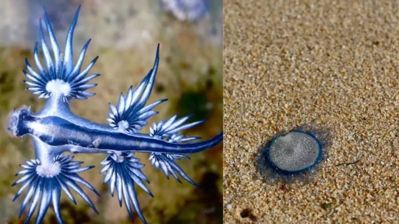 അറിയാതെപോലും തൊട്ടുപോകരുത്, തീരത്ത് നൂറുകണക്കിന് വിഷജീവികൾ, ചെന്നൈയിൽ മുന്നറിയിപ്പ് അറിയാതെപോലും തൊട്ടുപോകരുത്, തീരത്ത് നൂറുകണക്കിന് വിഷജീവികൾ, ചെന്നൈയിൽ മുന്നറിയിപ്പ്