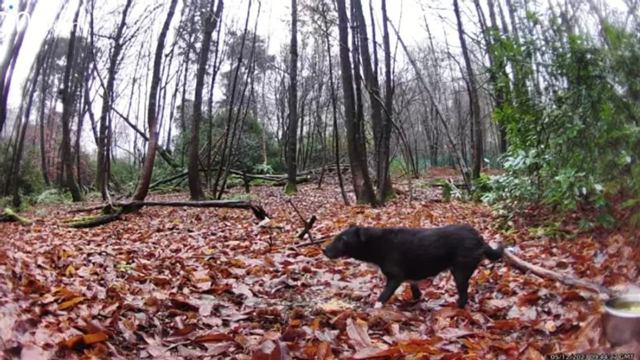 ട്രെക്കിങ്ങിനിടെ കാണാതായി കൊടും കാട്ടിൽ 'റോസ്' തനിച്ച് കഴിഞ്ഞത് 6 വർഷം, ഒടുവിൽ രക്ഷ... 