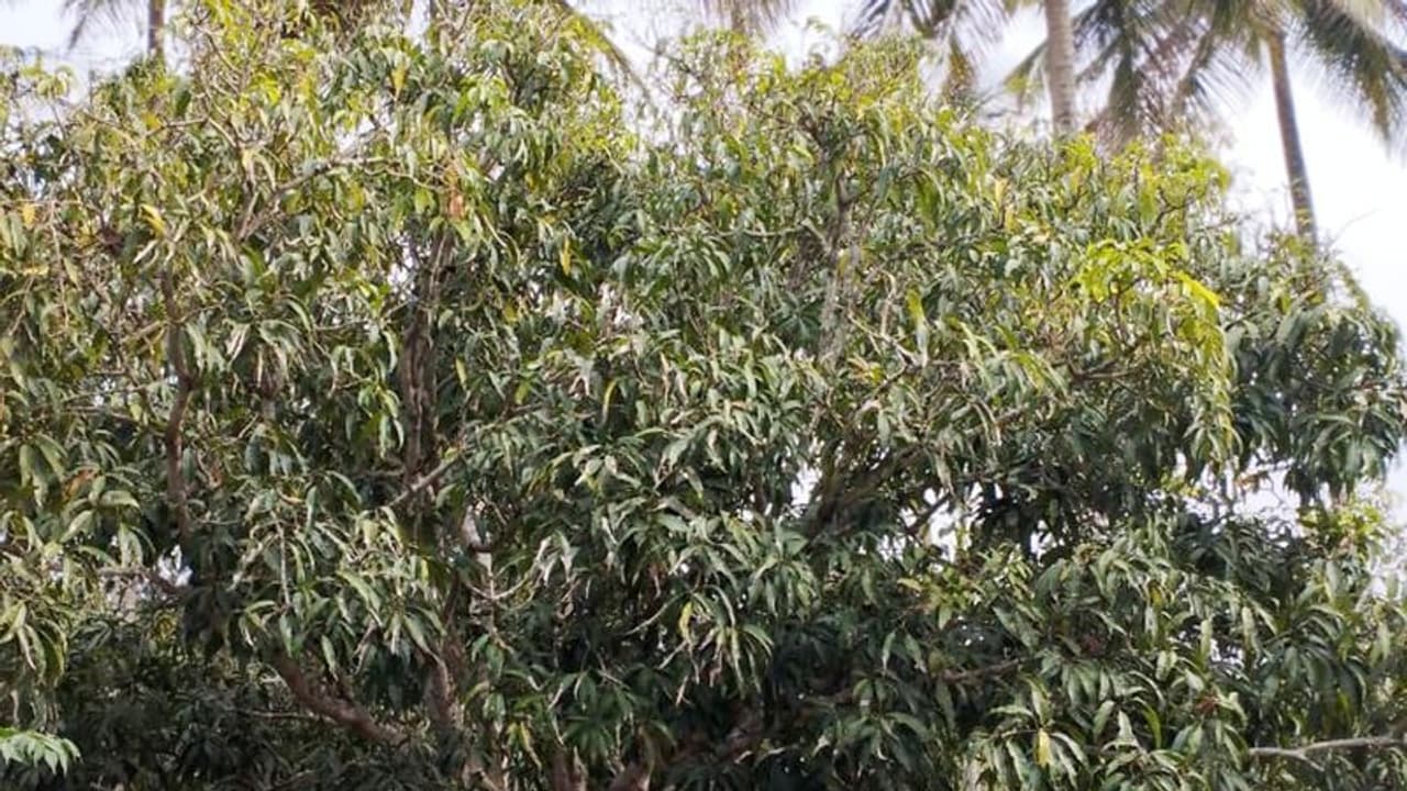  ಹಣ್ಣುಗಳ ರಾಜ ಮಾವು ಹೂ ಬಿಡುವ ಪ್ರಕ್ರಿಯೆ ಆರಂಭ ಮಾವು ಸಸ್ಯ ಸಂರಕ್ಷಣಾ ಕ್ರಮ ಬಗ್ಗೆ ರೈತರಿಗೆ ಸಲಹೆ