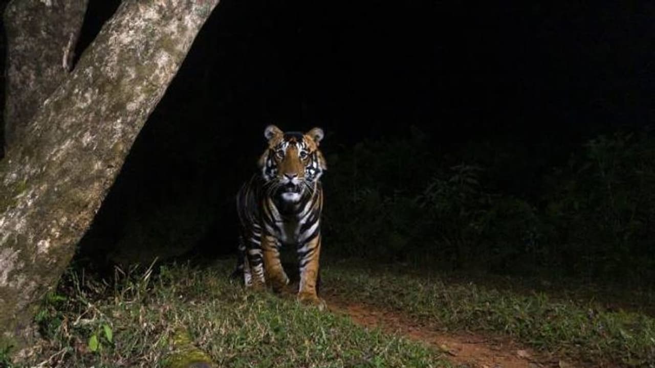 എന്താ ഒരു വരവ്, ആരായാലും നോക്കിനിന്നുപോകും, വൈറലായി ബ്ലാക്ക് ടൈഗർ എന്താ ഒരു വരവ്, ആരായാലും നോക്കിനിന്നുപോകും, വൈറലായി ബ്ലാക്ക് ടൈഗർ
