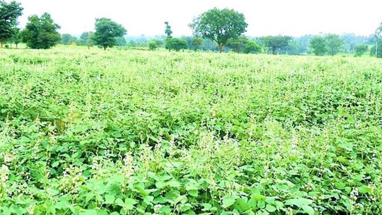 ರೈತರ ಕೈ ಹಿಡಿದ ಮಾಗಿಯ ಬೆಳೆ ಅವರೆ ರೈತರ ಕೈ ಹಿಡಿದ ಮಾಗಿಯ ಬೆಳೆ ಅವರೆ