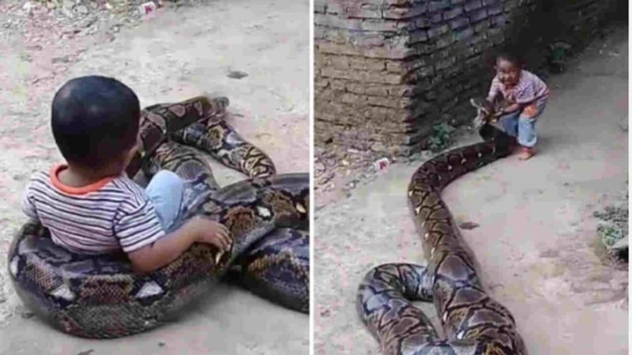 ಅಬ್ಬಬ್ಬಾ! ಹೆಬ್ಬಾವಿನೊಂದಿಗೆ ಆಟವಾಡೋ ಹುಡುಗ; ದೈತ್ಯ ಹಾವಿನ ಮುಖವನ್ನು ಎತ್ತಿದ್ರೂ ಏನ್ ಮಾಡಲ್ಲ!