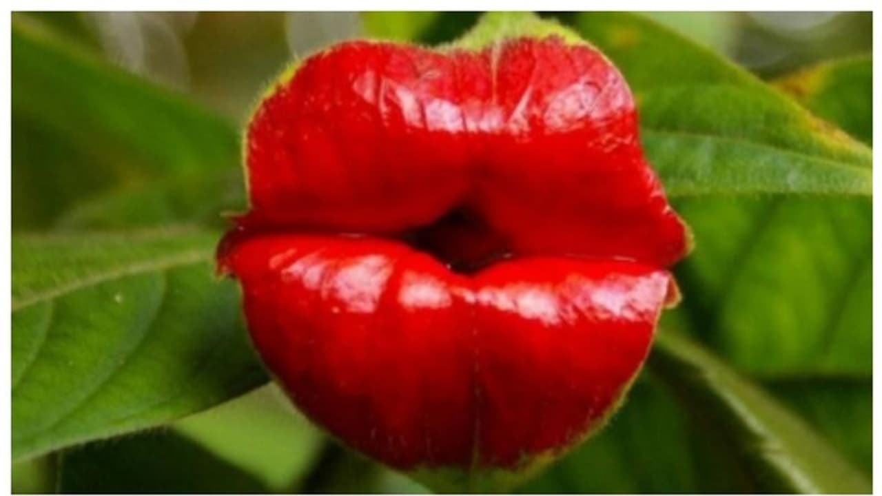 'ഹോട്ട് ലിപ്സ്' അഥവാ 'ഗേള്‍ഫ്രണ്ട് കിസ്സ്', കേട്ടിട്ടുണ്ടോ ഇങ്ങനൊരു പൂവിനെ കുറിച്ച് ? 