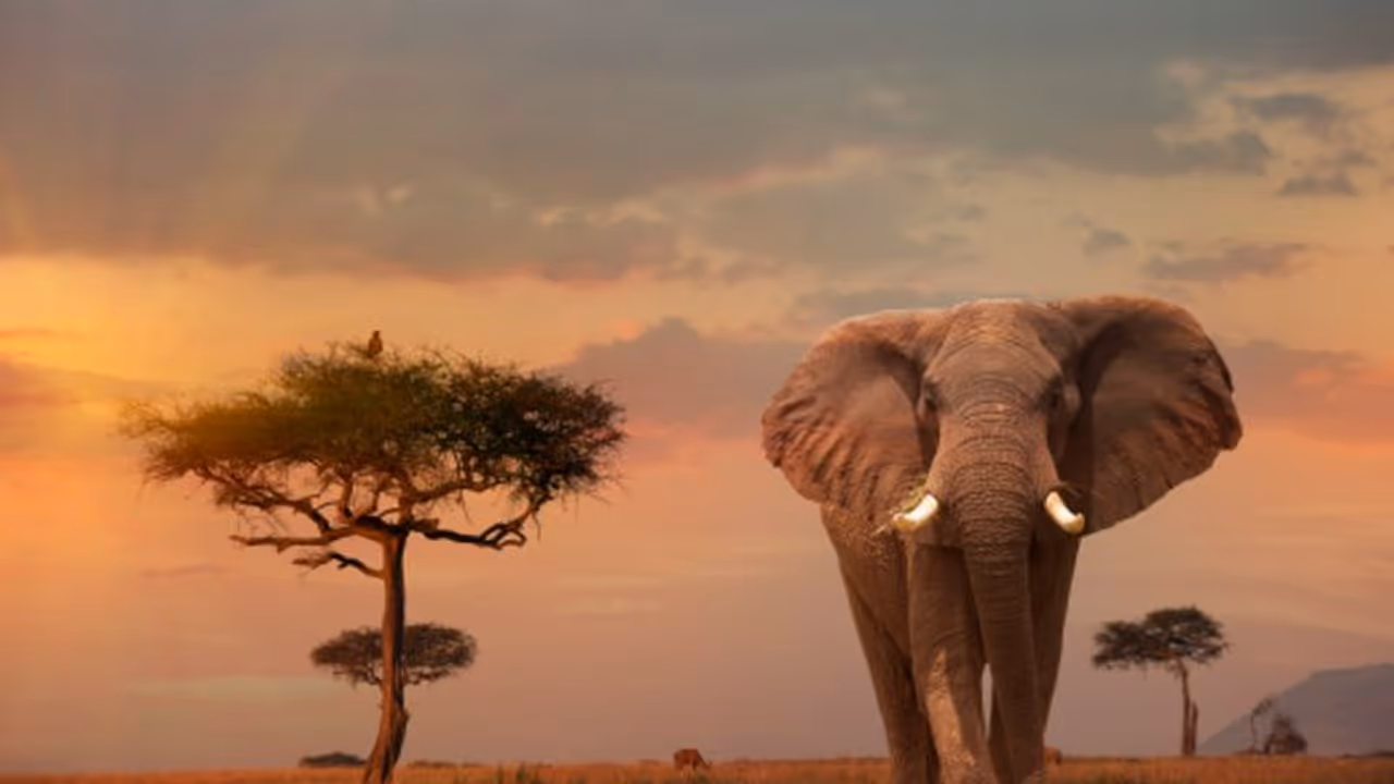 സുവര്‍ണ്ണാവസരം; 2024 ല്‍ മസായി മാരയിലേക്കുള്ള വിമാന ടിക്കറ്റ് ബുക്ക് ചെയ്തോളൂ !