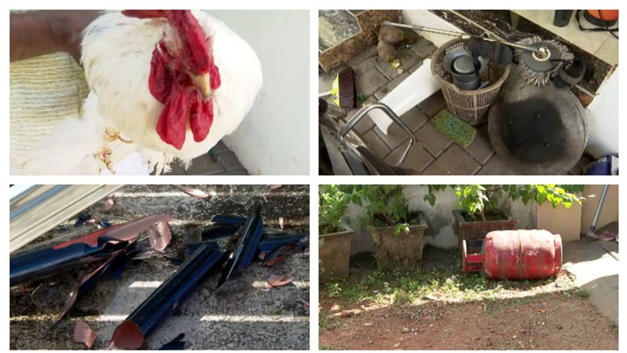 'കോഴികളുടെ കണ്ണ് കുത്തിപ്പൊട്ടിച്ചു, ഫിഷ് ടാങ്കിൽ കല്ലും മണ്ണും നിറച്ചു'; വീട്ടിൽ കഞ്ചാവ് സംഘത്തിൻ്റെ പരാക്രമം 'കോഴികളുടെ കണ്ണ് കുത്തിപ്പൊട്ടിച്ചു, ഫിഷ് ടാങ്കിൽ കല്ലും മണ്ണും നിറച്ചു'; വീട്ടിൽ കഞ്ചാവ് സംഘത്തിൻ്റെ പരാക്രമം