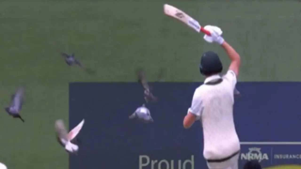 AUS vs PAK 2nd Test: Australian cricket star's pigeon chasing antics spark meme frenzy (WATCH) AUS vs PAK 2nd Test: Australian cricket star's pigeon chasing antics spark meme frenzy (WATCH)