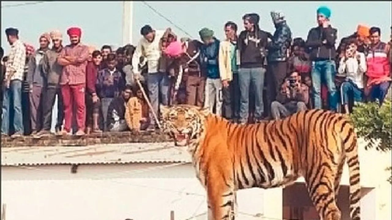 ಪಿಲಿಭೀತ್‌ಗೆ ಬಂದ ಹುಲಿ ನೋಡಲು ಸೇರಿದ ಜನ ಸಾಗರ: ಕೊನೆಗೂ ಕಾಪೌಂಡ್‌ ಮೇಲೇ ಮಲಗಿದ್ದ ಹುಲಿ ಸೆರೆ