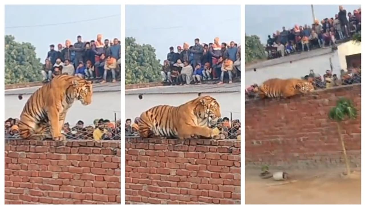 'തണുപ്പത്ത് വെയില് കൊള്ളാനിറങ്ങിയതാ സാറമ്മാരെ...'; യുപിയില്‍ ഗ്രാമത്തിലിറങ്ങി വിലസി ബംഗാള്‍ കടുവ !
