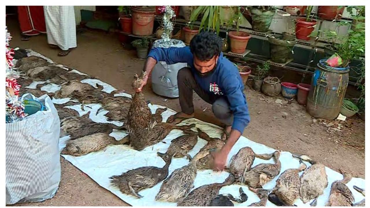 ആദ്യം രണ്ട് താറാവുകൾ മയങ്ങി വീണു, പിന്നാലെ 57 എണ്ണം ചത്തു; ദുരൂഹത, അന്വേഷണം ആദ്യം രണ്ട് താറാവുകൾ മയങ്ങി വീണു, പിന്നാലെ 57 എണ്ണം ചത്തു; ദുരൂഹത, അന്വേഷണം