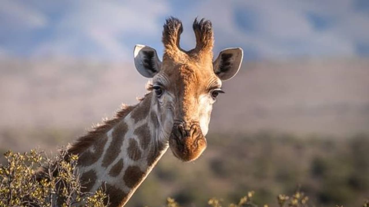 ಬೆಚ್ಚಗಿನ ವಾತಾವಣ, ಸಂಗಾತಿ ಹುಡುಕಾಟ.. ರೋಡ್ ಟ್ರಿಪ್ ಹೊರಟ ಜಿರಾಫೆ ಬೆಚ್ಚಗಿನ ವಾತಾವಣ, ಸಂಗಾತಿ ಹುಡುಕಾಟ.. ರೋಡ್ ಟ್ರಿಪ್ ಹೊರಟ ಜಿರಾಫೆ