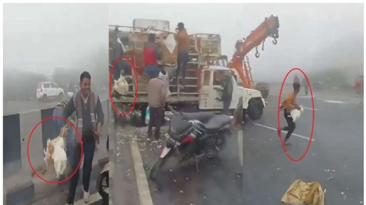 കോഴിയുമായി പോയ വാഹനം കൂട്ടിയിടിച്ചു; നിലവിളിച്ചിട്ടും ഡ്രൈവറെ ശ്രദ്ധിക്കാതെ കോഴി അടിച്ചുമാറ്റി നാട്ടുകാരും