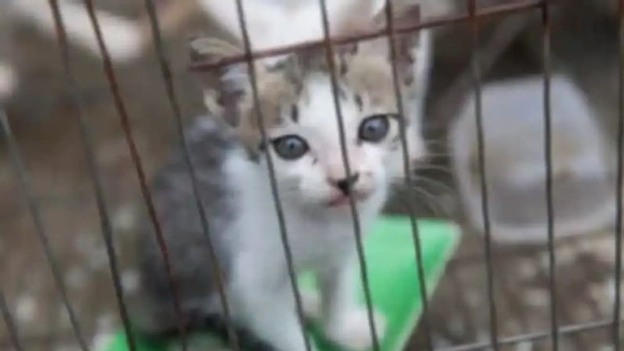 സൂപ്പിനും ഇറച്ചിക്കുമായി നൂറുകണക്കിന് പൂച്ചകളെ കൊന്ന റെസ്റ്റോറന്റ് അടച്ചു... സൂപ്പിനും ഇറച്ചിക്കുമായി നൂറുകണക്കിന് പൂച്ചകളെ കൊന്ന റെസ്റ്റോറന്റ് അടച്ചു...