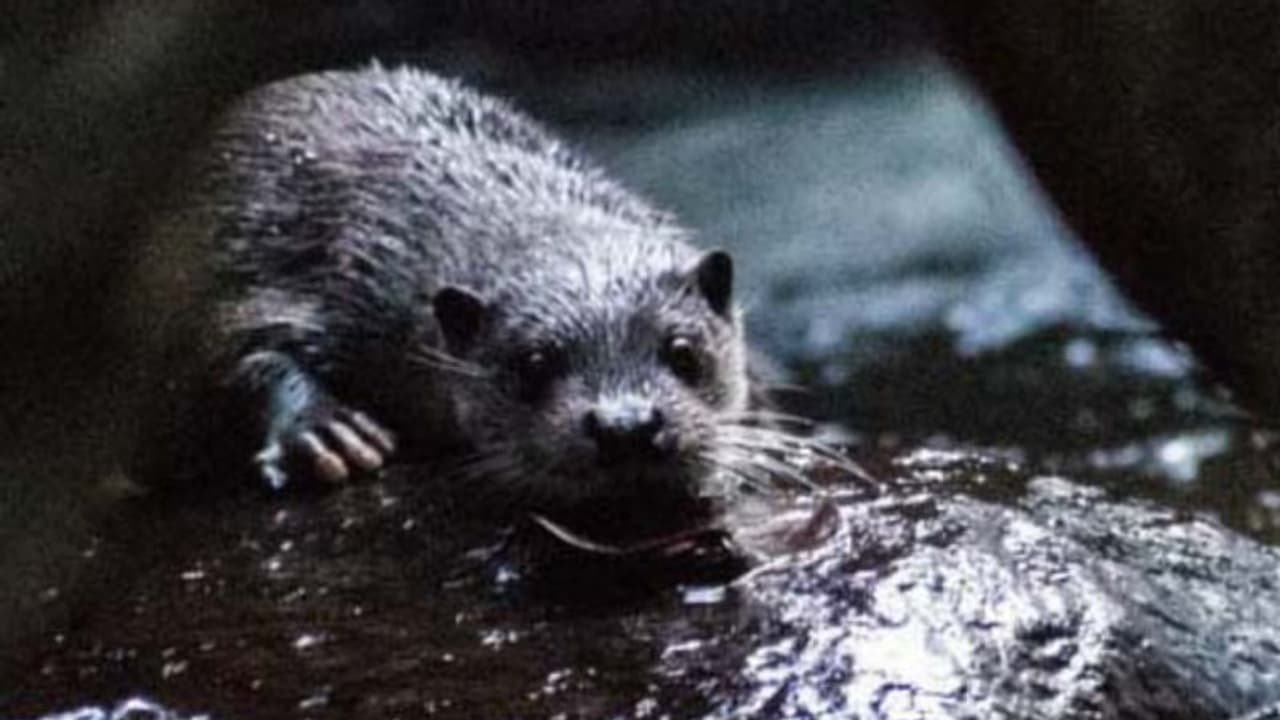 നാണംകുണുങ്ങികളായ 'ലൂട്ര ലൂട്ര', കേരളത്തിൽ ആദ്യം, പശ്ചിമഘട്ടത്തിൽ കണ്ടെത്തിയത് അപൂർവ്വയിനം നീർനായ നാണംകുണുങ്ങികളായ 'ലൂട്ര ലൂട്ര', കേരളത്തിൽ ആദ്യം, പശ്ചിമഘട്ടത്തിൽ കണ്ടെത്തിയത് അപൂർവ്വയിനം നീർനായ