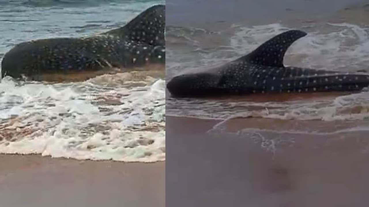 പതിവില്ലാത്ത കാഴ്ച, ആദ്യം അമ്പരന്നു !, പള്ളിത്തുറയിൽ വലയിൽ കുരുങ്ങി തിമിംഗല സ്രാവ് കരയ്ക്കടിഞ്ഞു VIDEO പതിവില്ലാത്ത കാഴ്ച, ആദ്യം അമ്പരന്നു !, പള്ളിത്തുറയിൽ വലയിൽ കുരുങ്ങി തിമിംഗല സ്രാവ് കരയ്ക്കടിഞ്ഞു VIDEO