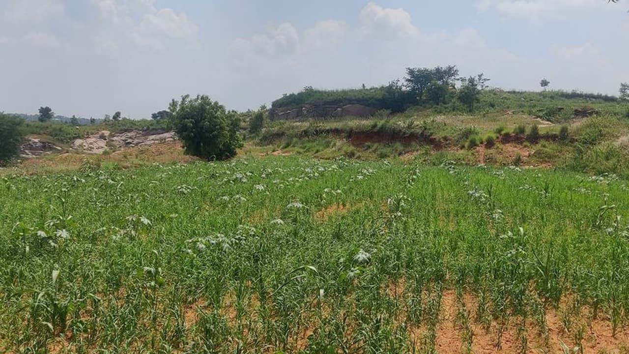 Ramanagara: ಬೆಂಬಲ ಬೆಲೆ ಇದೆ, ಆದರೆ ರಾಗಿ ಇಳುವರಿಯೇ ಇಲ್ಲ: ರೈತರ ಹಿಂದೇಟು! Ramanagara: ಬೆಂಬಲ ಬೆಲೆ ಇದೆ, ಆದರೆ ರಾಗಿ ಇಳುವರಿಯೇ ಇಲ್ಲ: ರೈತರ ಹಿಂದೇಟು!