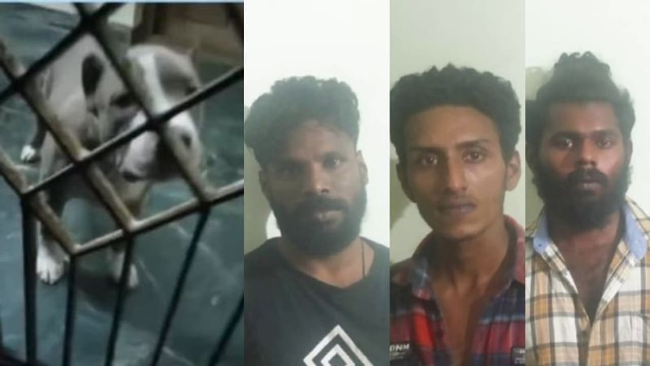 വർക്കലയിൽ വീടിന് കാവൽ 7 കൂറ്റൻ നായ്ക്കൾ, തന്ത്രപൂർവ്വം മാറ്റി; സിനിമാ സ്റ്റൈലിൽ നീലനെയും സംഘത്തെയും പൊക്കി ! വർക്കലയിൽ വീടിന് കാവൽ 7 കൂറ്റൻ നായ്ക്കൾ, തന്ത്രപൂർവ്വം മാറ്റി; സിനിമാ സ്റ്റൈലിൽ നീലനെയും സംഘത്തെയും പൊക്കി !