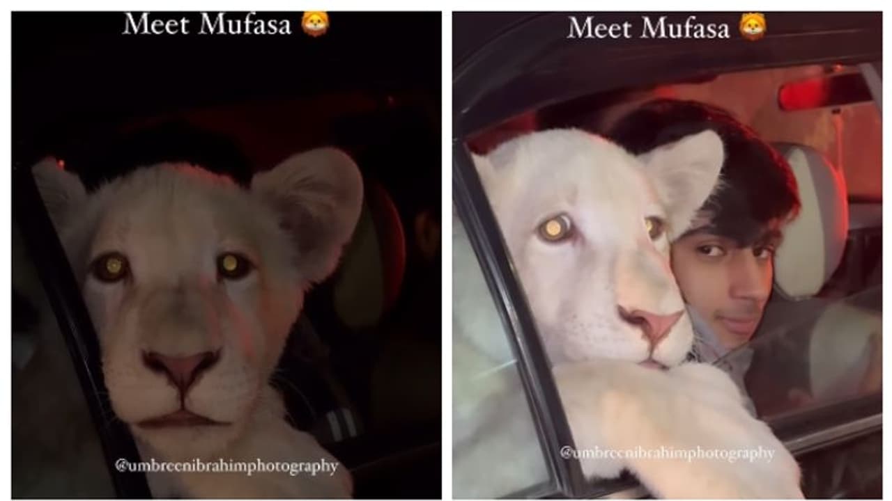 Viral Video: ಕಾರಿನಲ್ಲಿ ಸಾಗುತ್ತಿರೋ ಕಾಡಿನ ರಾಜ ವೀಡಿಯೋದಲ್ಲಿ ಸೆರೆ ಸಿಕ್ಕ