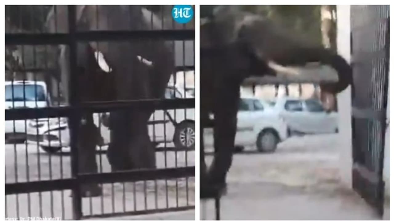 'പരാതിയുണ്ട് സാറേ...'; ജില്ലാ കലക്ടറുടെ ഔദ്യോഗിക വസതിയിലേക്ക് ഗേറ്റ് തകർത്ത് കയറുന്ന കാട്ടാനയുടെ വീഡിയോ വൈറൽ