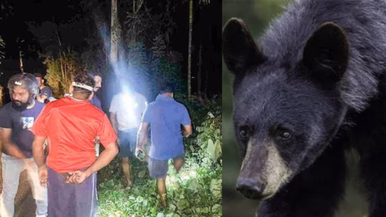നടുറോഡിൽ കരടി, സഡൻ ബ്രേക്കിട്ട് കാർ നിർത്തി; തേൻ പെട്ടികൾ തകർത്തു, യാത്രക്കാർ രക്ഷപ്പെട്ടത് തലനാരിഴക്ക് ! നടുറോഡിൽ കരടി, സഡൻ ബ്രേക്കിട്ട് കാർ നിർത്തി; തേൻ പെട്ടികൾ തകർത്തു, യാത്രക്കാർ രക്ഷപ്പെട്ടത് തലനാരിഴക്ക് !